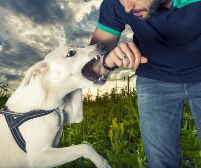 Average Value of Dog Bite Claim in Ohio: $33,294