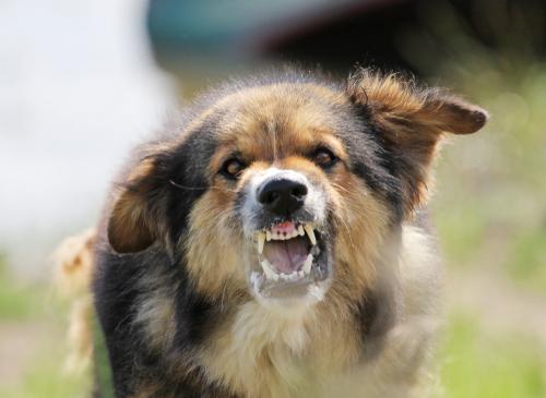 bit-someones-dog-avoid-5-common-mistakes