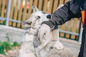 How Dog Bite Liability Works in Ohio