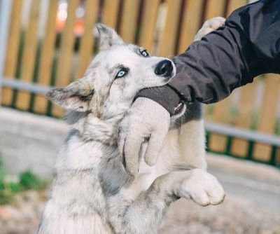 How Dog Bite Liability Works in Ohio