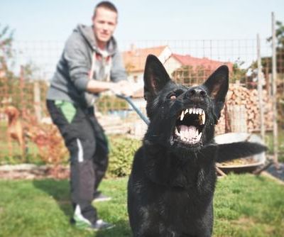 Steps to Report a Dog Bite in Ohio
