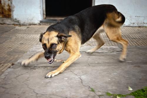 what happens to dog if it bites someone