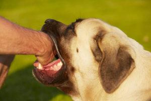 Three Severe Infections From Dog Bites Bressman Law