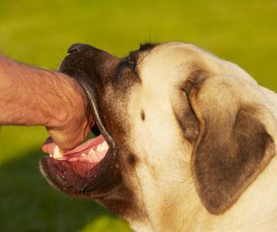 7 Tips to Avoid Dog Bites