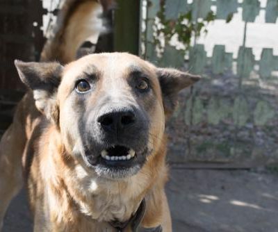 Types of Dog Bite Injuries