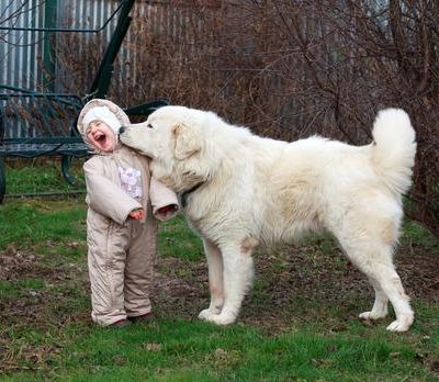 Dog Safety for Kids: Tips to Keep Your Family Safe
