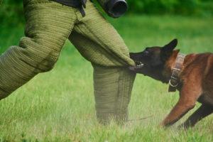 How Long Do You Have to Report a Dog Bite in Ohio