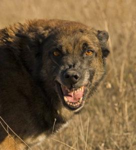 How Much Is A Dog Bite Case Worth In Ohio?
