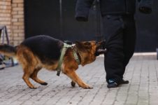 Bressman Law Will Fight for a Payout After a Dog Bite in Worthington, Ohio