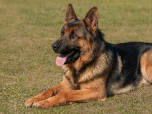 Signs of serious dog bites include bleeding uncontrollably or developing signs of an infection.