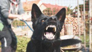 A man struggling to restrain an aggressive dog.