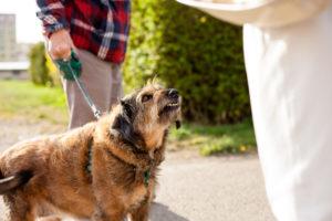 Dublin Dog Bite Lawyer