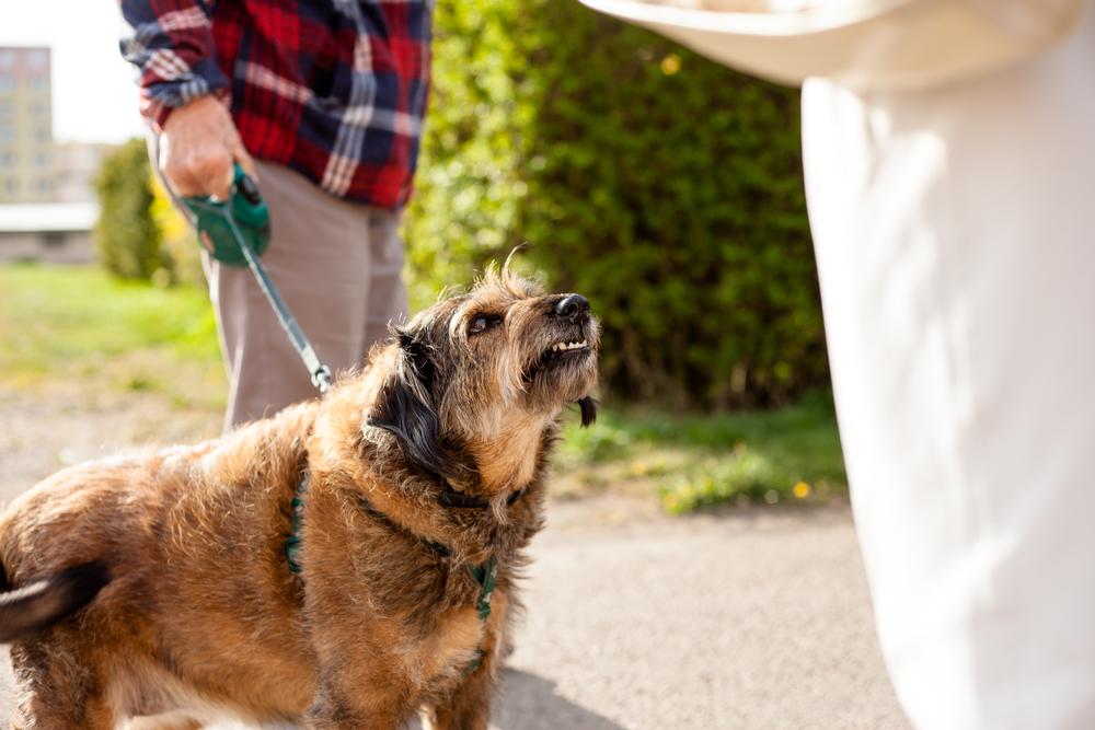 Dog Bite Lawyer 