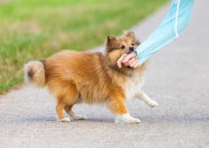 Reynoldsburg Dog Bite Lawyer